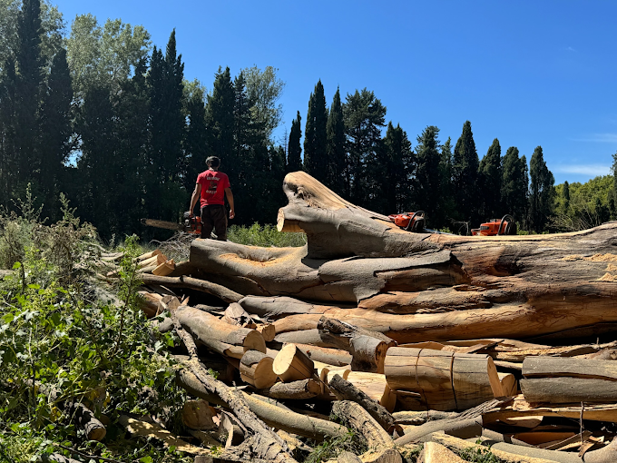 Chantier d'abattage Kev Paysage avec troncs d'arbres et tronçonneuse